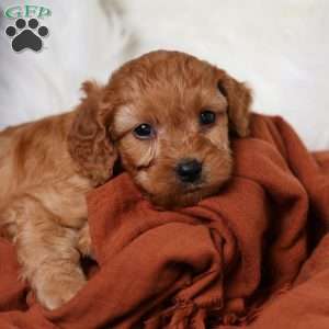 Rusty, Cavapoo Puppy